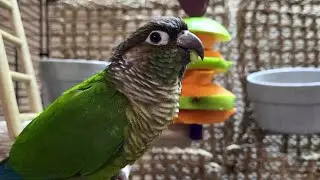 7 hours of relaxing conure parakeet sounds
