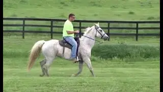 Racking Horse For Sale