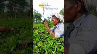 harchura T.E Tezpur Sonitpur Assam || tea garden || best Reels #n/a