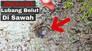 inilah belut babon santoso