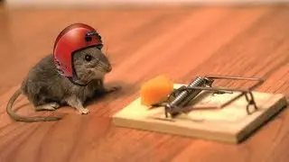 Natural Ways To Get Rid Of Mice Without Killing Them