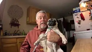 Pug Training 101