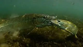 Muskie Eats Pike &ndash; Rare Apex Predator Showdown! 🐟🔥