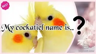 60 names for cockatiel|flock clock