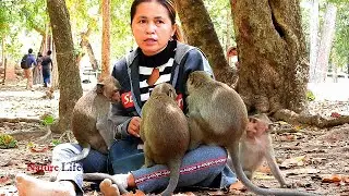 Little monkeys talking and playing with KK Dalin.