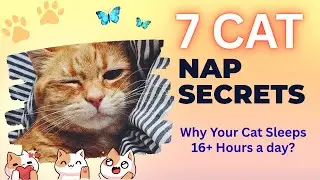Is Your Cat Sleeping Too Much? Here's What It Means