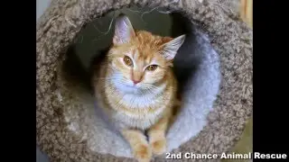 2nd Chance Animal Rescue Video
