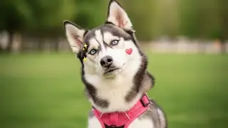 Husky Drama! 🤣 Stubborn Dogs Arguing & Talking Back - Funny Animal Videos 2025