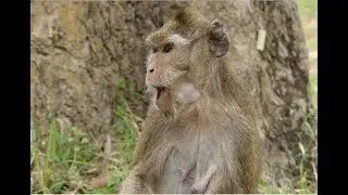 Poor Lori's mommy cry for member in group, How pity for old monkey Amari!