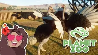 Feathered Ostrich Fledglings Underfoot!! 🦒 Planet Zoo BETA &bull; #17