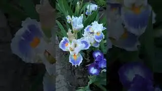 SO NOTED, T. Johnson 19. Очень красивый! Эффектный! Крупный!