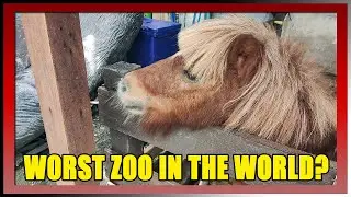I VISIT THE WORST ZOO IN THE WORLD SO YOU DON'T HAVE TO 🚶 Walking Tour Pata Zoo Bangkok