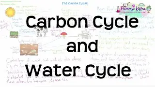 Carbon Cycle and Water Cycle | Revision for Biology GCSE and IGCSE