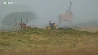 Kronhjort - Red Deer Rotwild - wildlife  Vejers Vestjylland