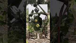 #banana#farming#cuddaloredistrict#vadalur#nature#neyveli#panruti#travel#farm#agriculture#cuddalore