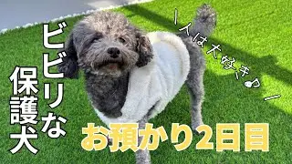 ビビリな保護犬🐕｜ご飯拒否❌｜保護犬と過ごすvlog【Day2】
