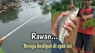 Luar Biasa.‼️ Sensasi Strike Babon Nilem