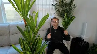 NOVAROOT 5Ft Artificial Dracaena Tree Review | Worth It?