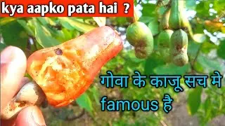 काजू गोवा के फेमस fruits है | Gardening in goa | Goa cashew plants | Goa ke kaju | nature lover