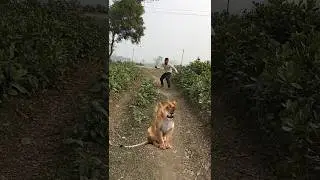 open tiger attack part 432 VFX funny 😱 my village jungle #viral #youtubeshorts #shorts #animals #vfx