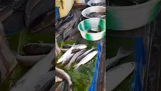 FISH VIDEO ON YOUTUBE #SHORT #VIRAL #FISH #FISFSELLING