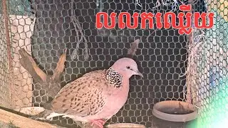 លលកឈ្លើយ ដែលចង់ទុកចឹញ្ចឹម #short #birds #foryou #fyp