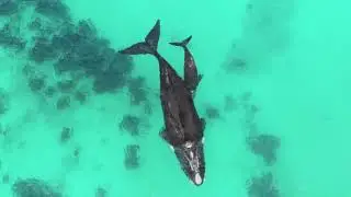 Geographe Bay - A special place for whales