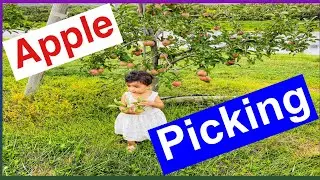 Apple Picking at Weed Orchards & Winery || Apple Garden || Family