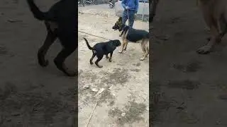 Tiny Chihuahua Puppy adorably teases sleepy Americon bull dog 🐶🐕