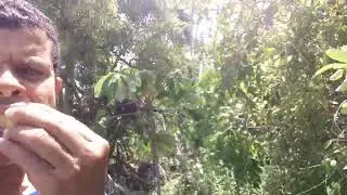 mangaba frutas de sergipe
