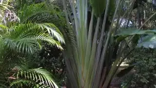 Traveler's Palms In My Garden, Lake Placid, Florida (October 2016)