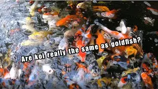 Koi and Fancy goldfish comparison/ Koi master class (Maple koi pt. 2)