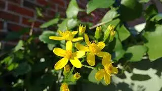Senecio angulatus (Algerian senecio) | Fast growing, winter-flowering vine!