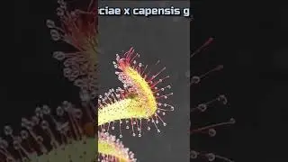 Drosera aliciae x capensis gets fly Timelapse #shorts sundew / Sonnentau Zeitraffer