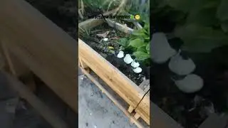 the boss said yes you can grow edible herbs 😂😁 #trending #shortsviral #youtubeshorts #viral