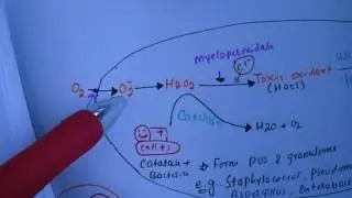 Mnemonic for Catalase Positive Bacteria