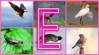 Exploring Earth&rsquo;s Enchanting Animals Starting with E