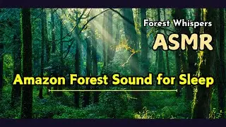 Amazon Forest Sounds at Night: Relaxing Nature Sleep Sounds (1 Hour) Relaxation Music