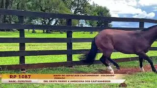 NAIPE DE COPAS DOS CASTANHEIROS - DOMADO - 4&ordm; CASTANHEIROS PARA O LA&Ccedil;O 