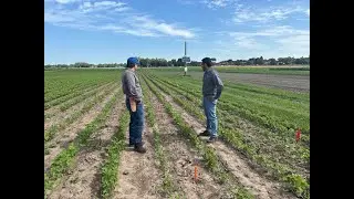 Weed Management