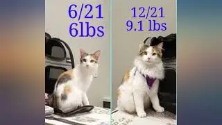 Pecute Cat Backpack Carrier, Dog Carrier Backpack Expandable with Breathable Mesh review