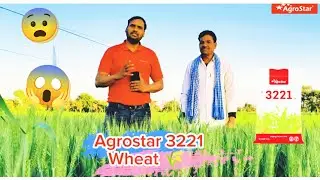 ऐसा गेहूं और कहीं नहीं | Agrostar 3221 Research Wheat 🌾 | 2025