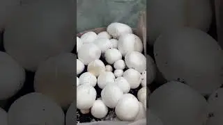 Amazing crop of homegrown white button mushrooms | Mushoom growing | Diary of a Yorkshire Gardener