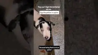 sign the petition #love #dog #dogslife #straydogs #delhi #viral #trending #pets #dogs #support #sign