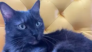 Hilarious cat Charlie | The most viral videos charliejustcat 2023 part 3