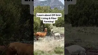 Off Grid Living & Raising FIBER Animals! 🦙🐑⛰️🌈🌎 #offgrid #farming #shorts