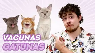 ¿Qué VACUNAS necesita un GATO? 🐱💉