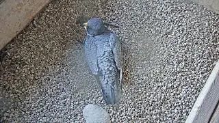 First peregrine falcon eggs of the season laid at We Energies nest box