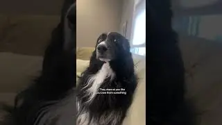 Border collie owners will get it🫣 #bordercollies #bordercollie #dogshortsvideo