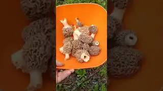 Big Michigan morel hunting